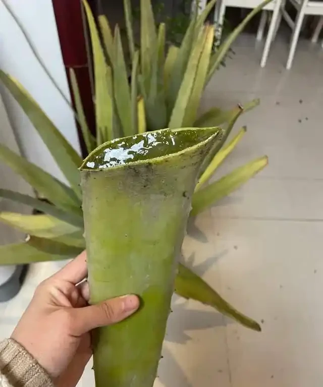 房子再小也得養這8種花!殺病菌、去臭味,又好養,全家樂開花!