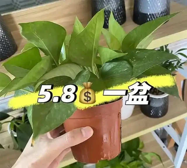 房子再小也得養這8種花!殺病菌、去臭味,又好養,全家樂開花!