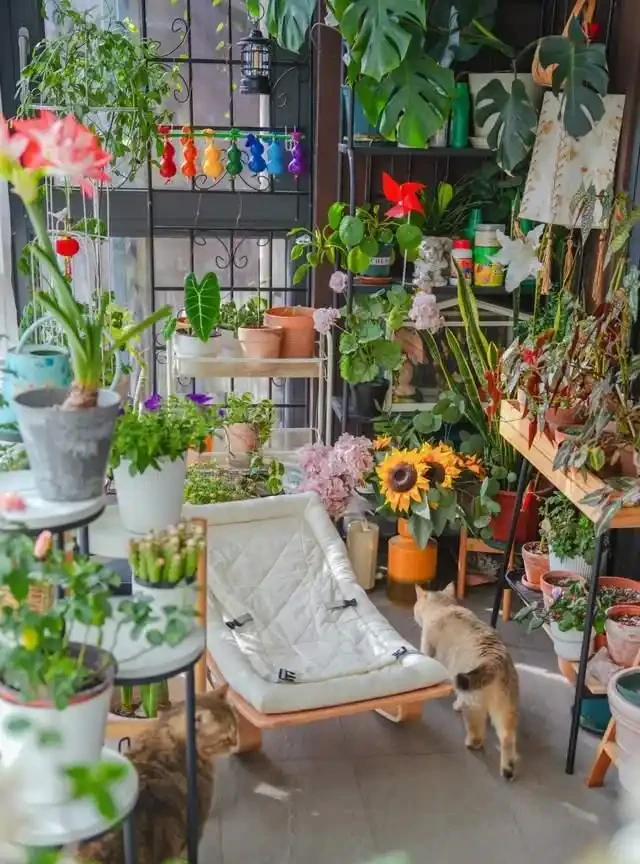 房子再小也得養這8種花!殺病菌、去臭味,又好養,全家樂開花!
