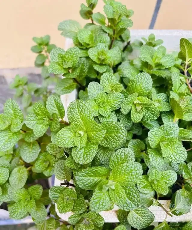 房子再小也得養這8種花!殺病菌、去臭味,又好養,全家樂開花!