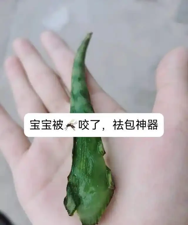 房子再小也得養這8種花!殺病菌、去臭味,又好養,全家樂開花!