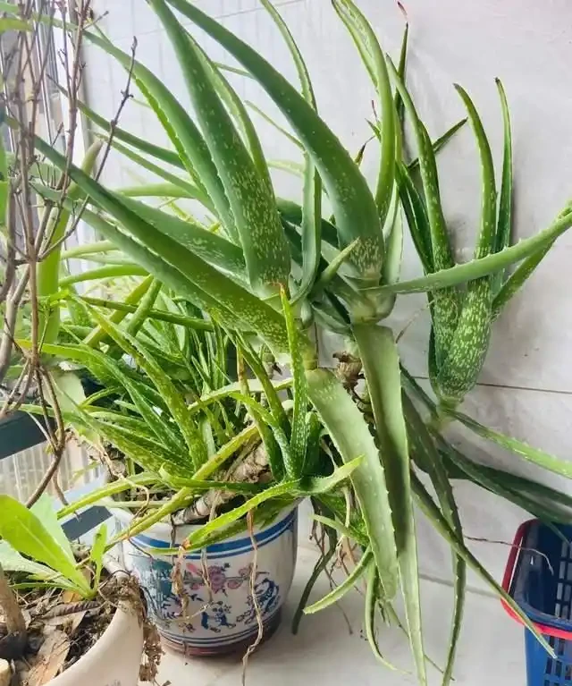 房子再小也得養這8種花!殺病菌、去臭味,又好養,全家樂開花!