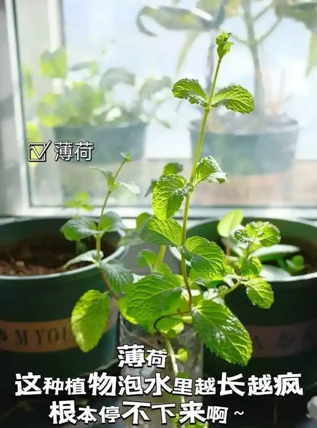 房子再小也得養這8種花!殺病菌、去臭味,又好養,全家樂開花!