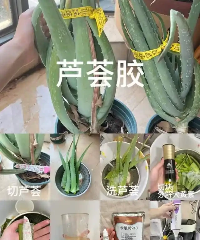 房子再小也得養這8種花!殺病菌、去臭味,又好養,全家樂開花!