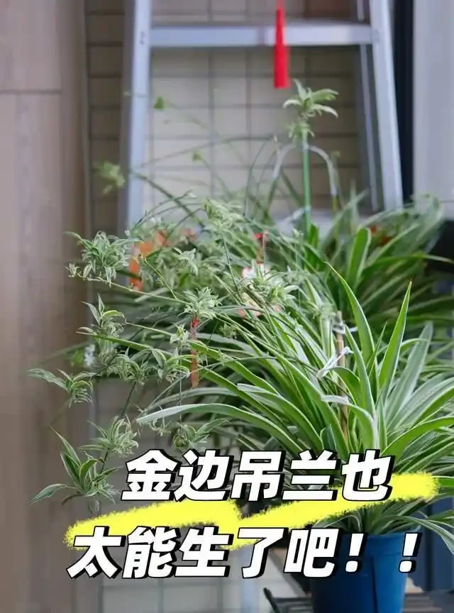 房子再小也得養這8種花!殺病菌、去臭味,又好養,全家樂開花!