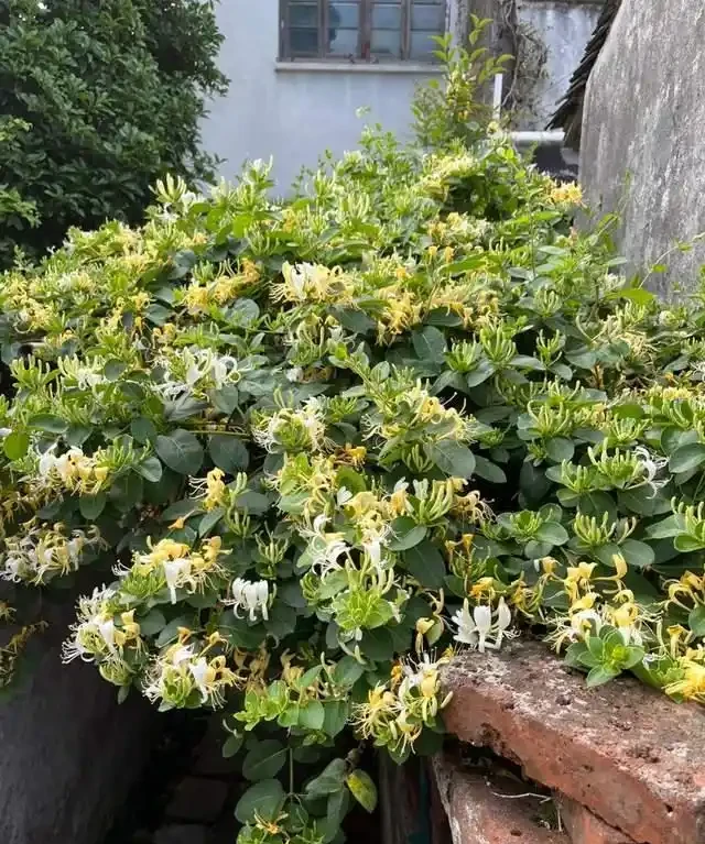 房子再小也得養這8種花!殺病菌、去臭味,又好養,全家樂開花!