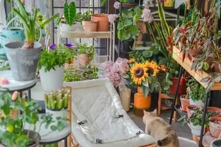 房子再小也得養這8種花！殺病菌、去臭味，又好養，全家樂開花！