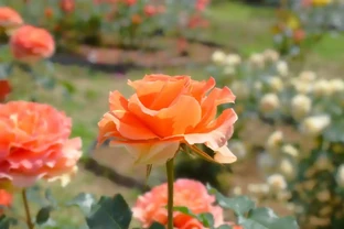 晚上買花隔夜送？這3類花材千萬別冒險！鮮花保鮮全攻略