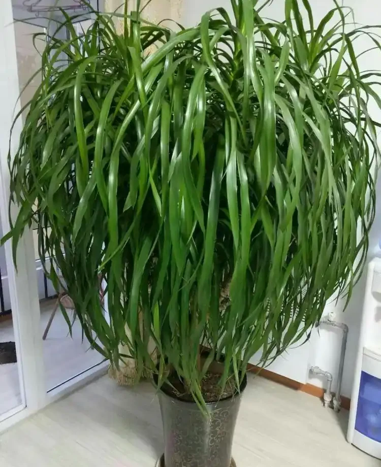 龍血樹黃葉修復:簡單有效的辦法