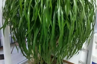 龍血樹黃葉修復：簡單有效的辦法