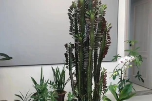 不管客廳面積多大，都別養這「10種花」，全是過來人的經驗教訓！