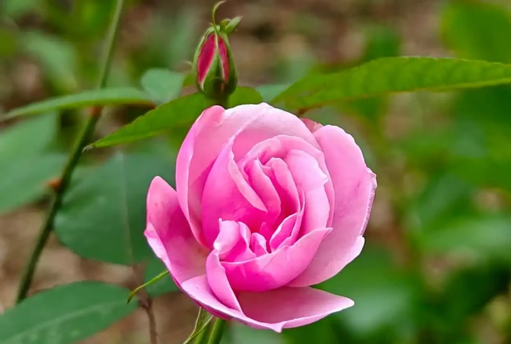 高效促花型肥料:磷酸二氫鉀
