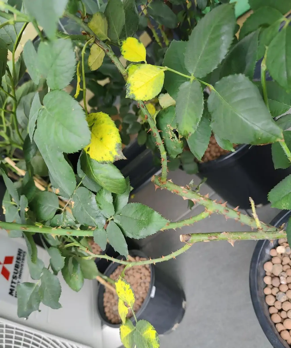 玫瑰葉片老發黃為什麼？圖文教程幫你判斷，幫你解決，全是乾貨