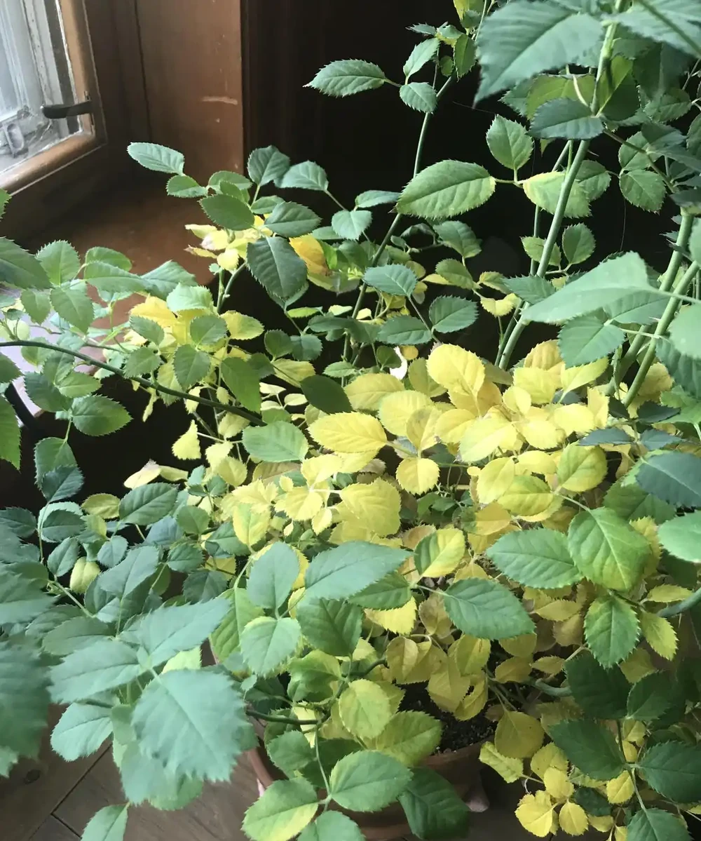 玫瑰葉片老發黃為什麼？圖文教程幫你判斷，幫你解決，全是乾貨