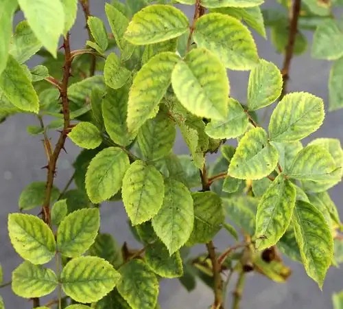 玫瑰葉片老發黃為什麼？圖文教程幫你判斷，幫你解決，全是乾貨