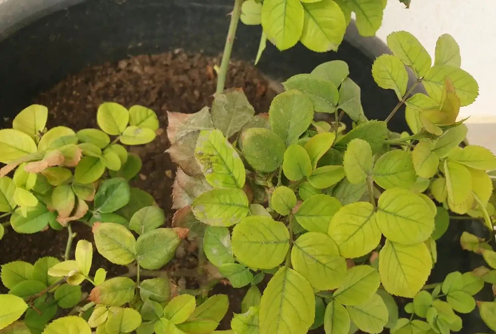 玫瑰葉片老發黃為什麼？圖文教程幫你判斷，幫你解決，全是乾貨