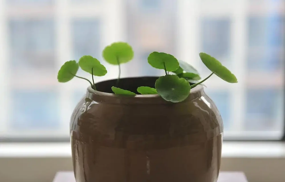 銅錢草想養滿盆？記住六個字三招，滿盆綠成球！千萬別錯過