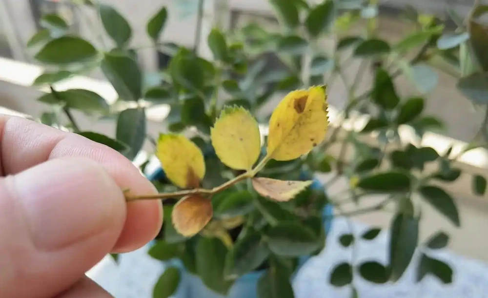 玫瑰葉子發黃是怎麼回事?5大核心原因+解決方案全解析