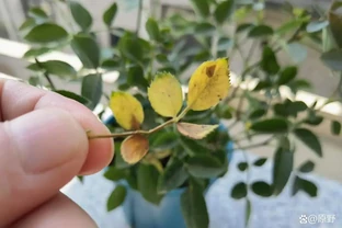 玫瑰葉子發黃是怎麼回事？5大核心原因+解決方案全解析