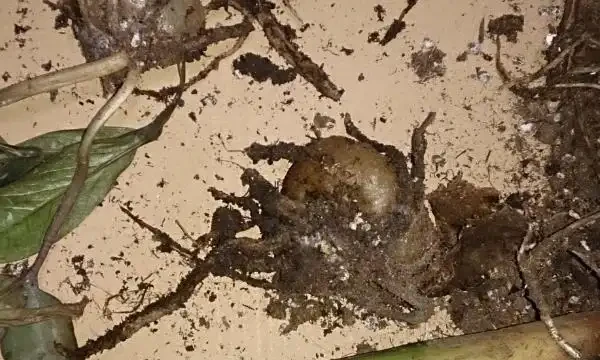 雪鐵芋腐根、葉片發黃怎麼處理?