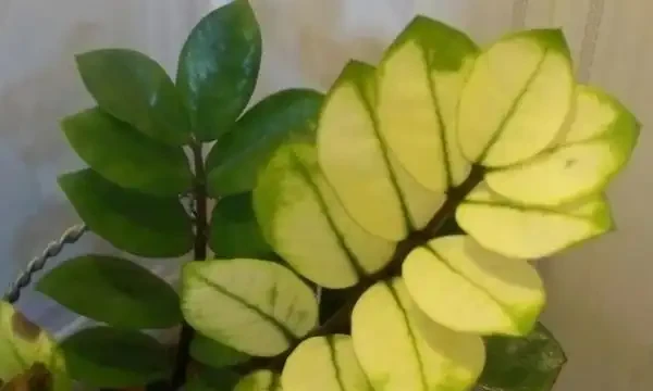 雪鐵芋腐根、葉片發黃怎麼處理?