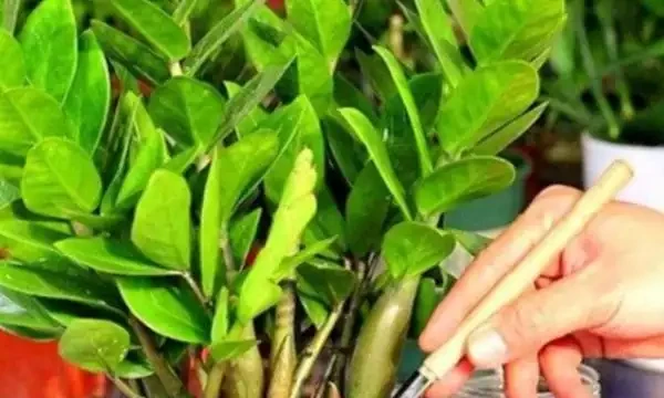 雪鐵芋腐根、葉片發黃怎麼處理?