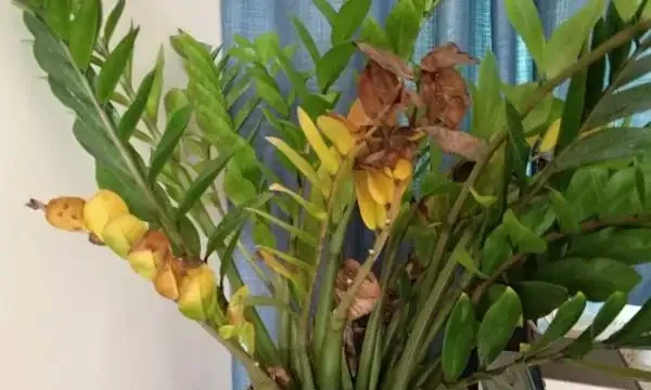 雪鐵芋腐根、葉片發黃怎麼處理?