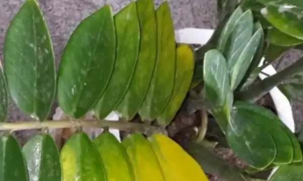 雪鐵芋腐根、葉片發黃怎麼處理?