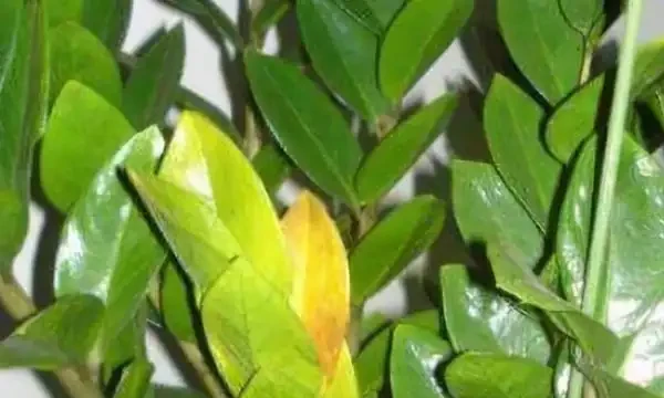 雪鐵芋腐根、葉片發黃怎麼處理?