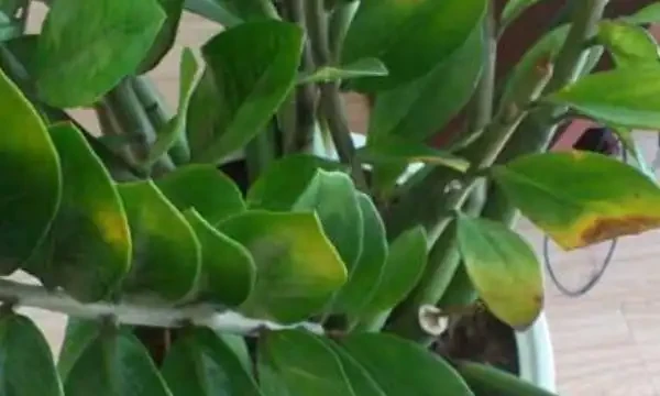 雪鐵芋腐根、葉片發黃怎麼處理?