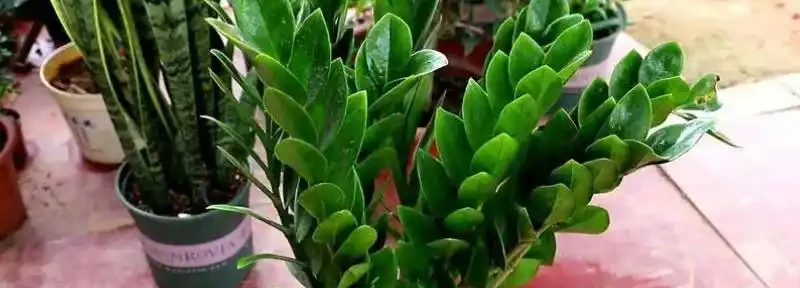 雪鐵芋腐根、葉片發黃怎麼處理?