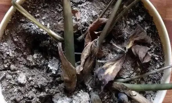 雪鐵芋腐根、葉片發黃怎麼處理?