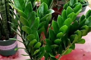 雪鐵芋腐根、葉片發黃怎麼處理？