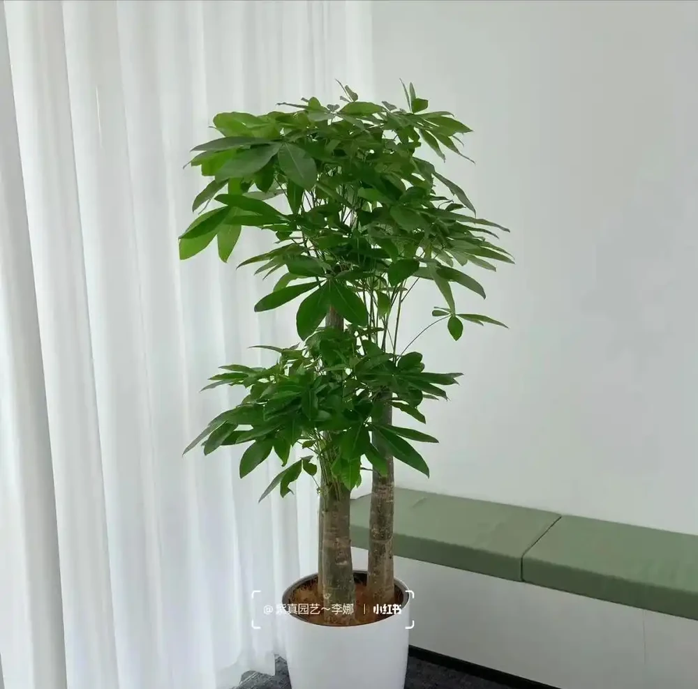 發財樹竟被拉進「黑名單」啦,原因有4個,花友們還接著養不?