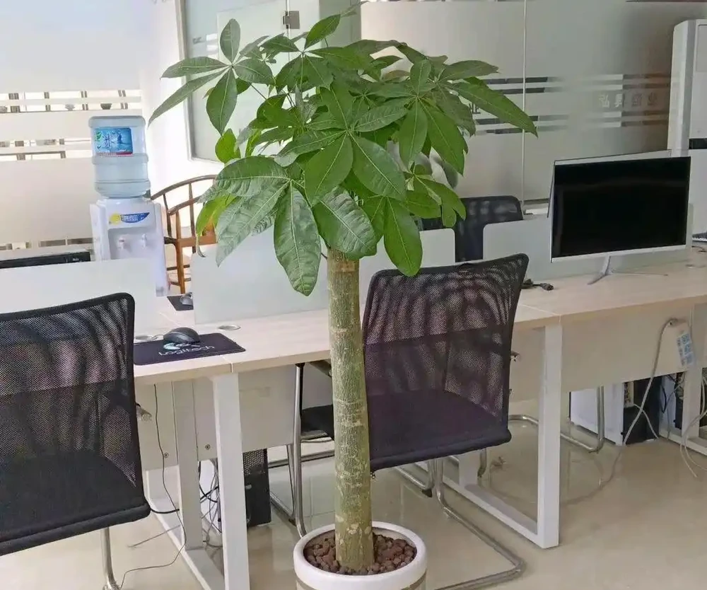 發財樹竟被拉進「黑名單」啦,原因有4個,花友們還接著養不?