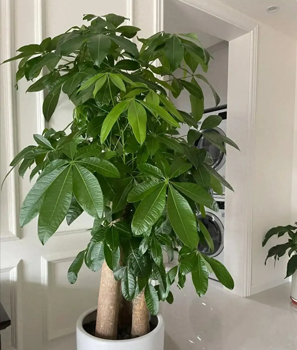 發財樹竟被拉進「黑名單」啦,原因有4個,花友們還接著養不?