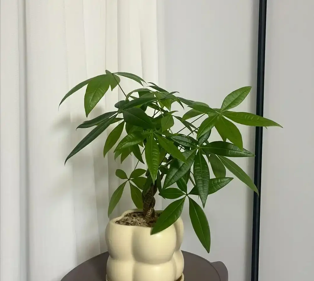 發財樹竟被拉進「黑名單」啦,原因有4個,花友們還接著養不?