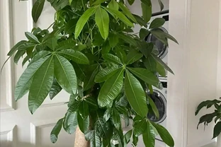發財樹竟被拉進「黑名單」啦，原因有4個，花友們還接著養不？