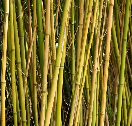 竹子發黃急救指南!讓你家的竹子重煥生機,竹報平安