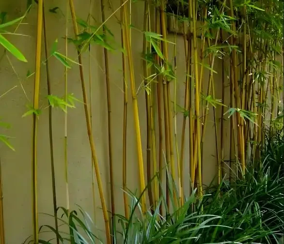 竹子發黃急救指南!讓你家的竹子重煥生機,竹報平安