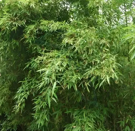 竹子發黃急救指南!讓你家的竹子重煥生機,竹報平安