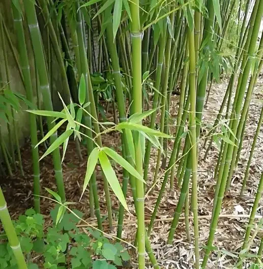 竹子發黃急救指南!讓你家的竹子重煥生機,竹報平安