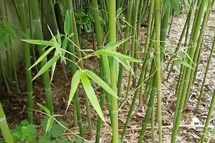 竹子發黃急救指南！讓你家的竹子重煥生機，竹報平安