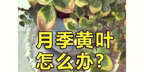 玫瑰葉子發黃是怎麼回事?5步排查法對症下藥,養出滿盆綠美人