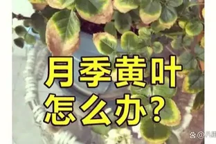 玫瑰葉子發黃是怎麼回事？5步排查法對症下藥，養出滿盆綠美人