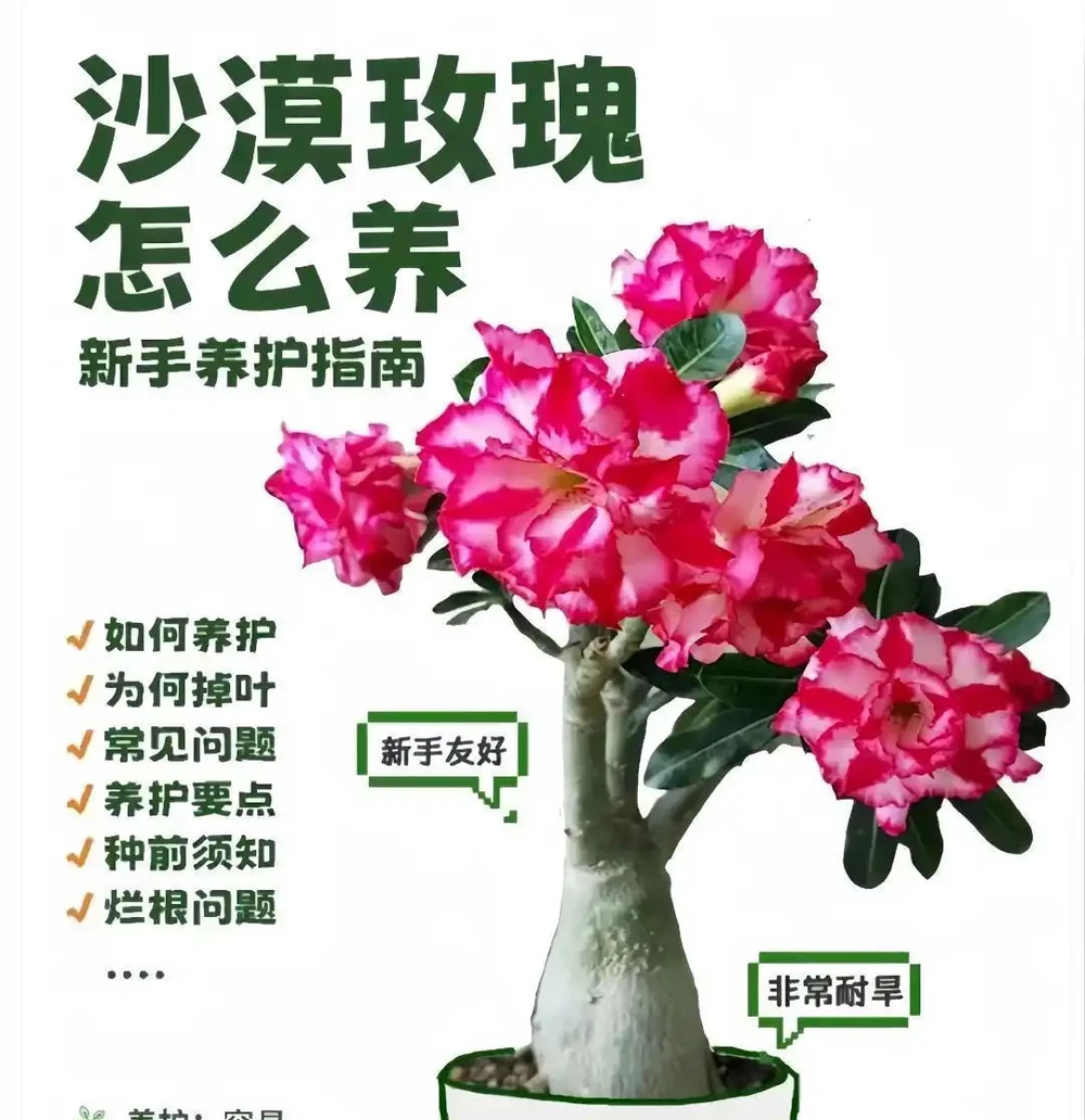 你確定沙漠玫瑰真的適合普通花土嗎