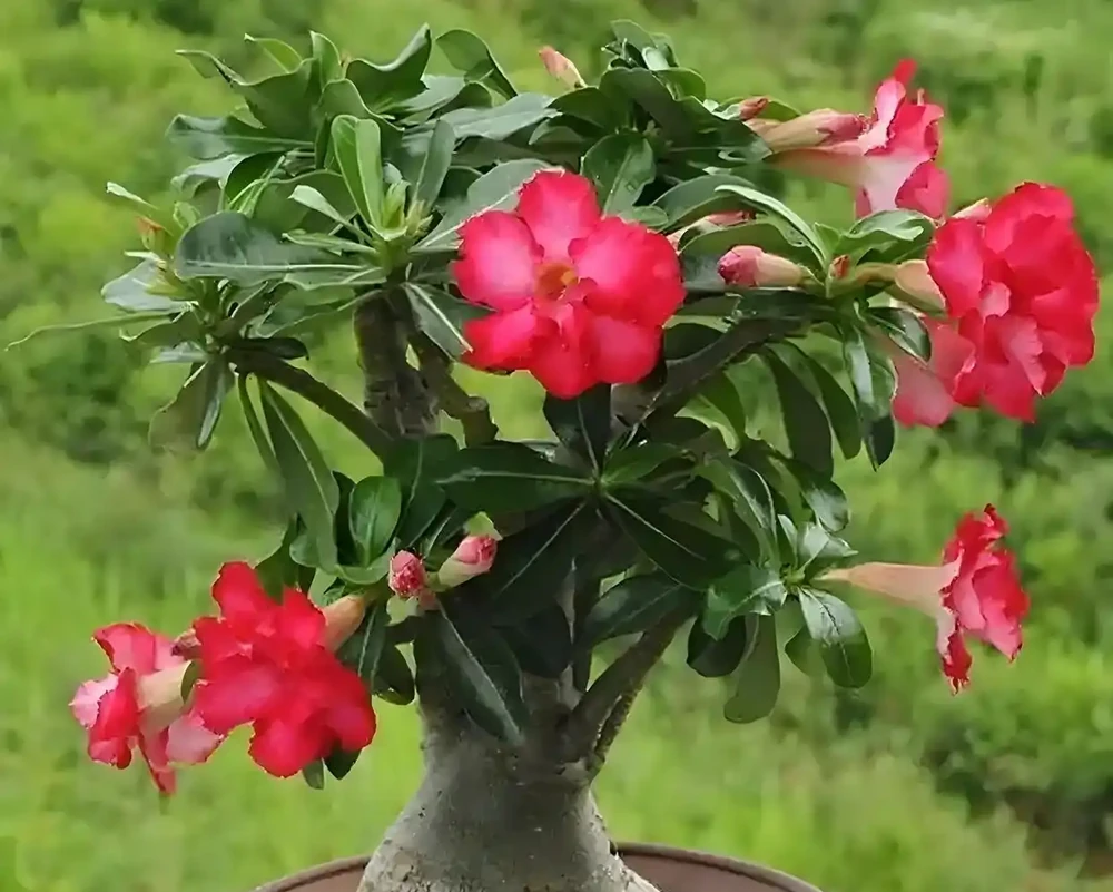 你確定沙漠玫瑰真的適合普通花土嗎