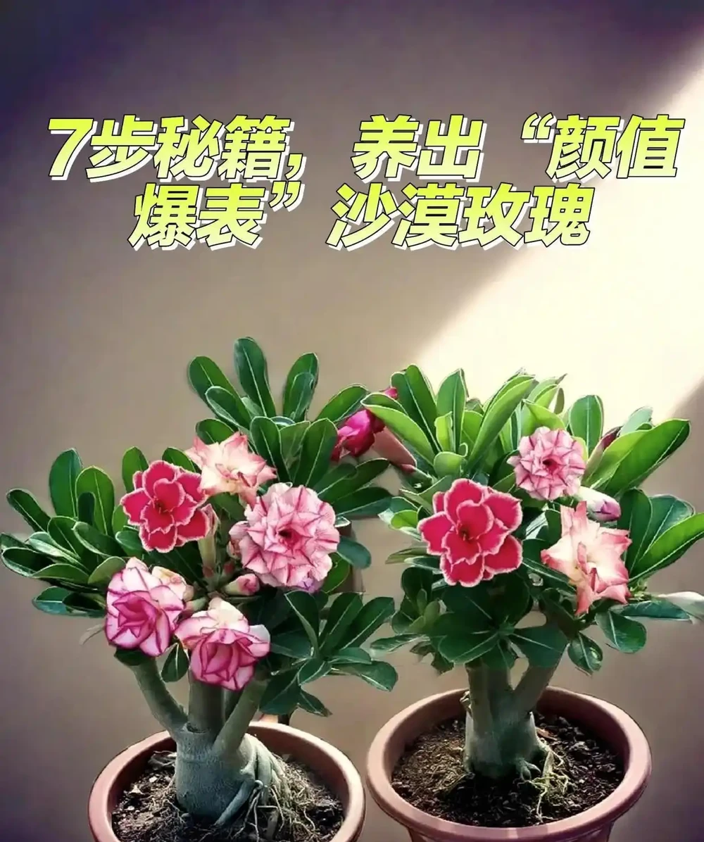 你確定沙漠玫瑰真的適合普通花土嗎