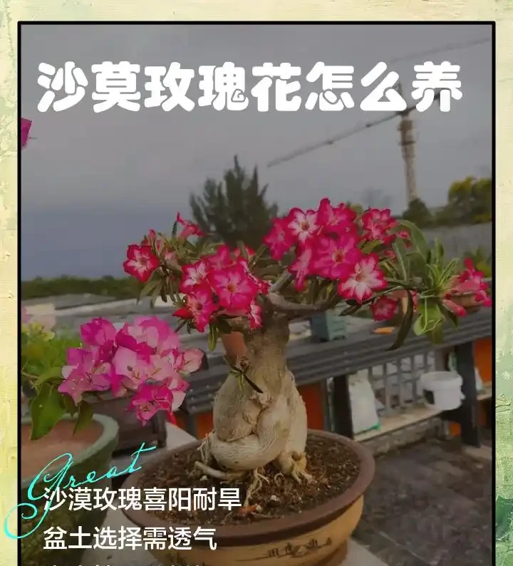 你確定沙漠玫瑰真的適合普通花土嗎