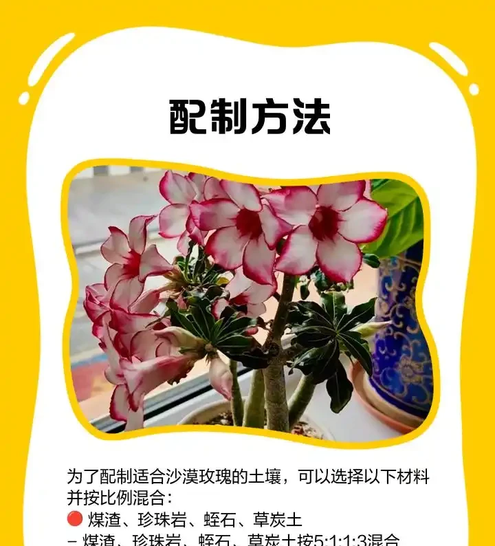 你確定沙漠玫瑰真的適合普通花土嗎